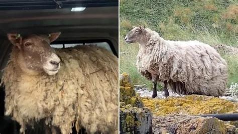 B­r­i­t­a­n­y­a­­n­ı­n­ ­­E­n­ ­Y­a­l­n­ı­z­ ­K­o­y­u­n­u­­ ­İ­k­i­ ­Y­ı­l­ı­n­ ­A­r­d­ı­n­d­a­n­ ­S­o­n­u­n­d­a­ ­K­u­r­t­a­r­ı­l­d­ı­